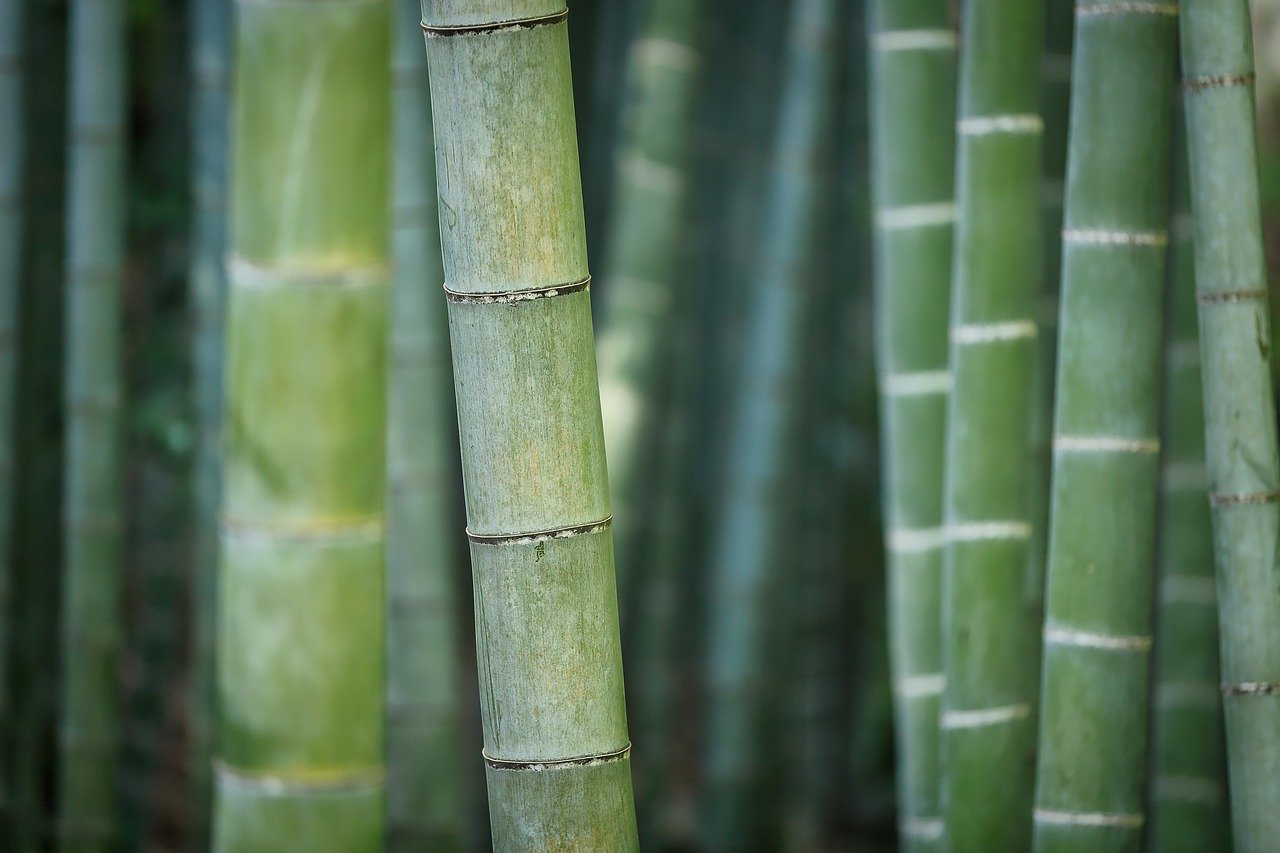close-up of bamboo in Southeast Asia