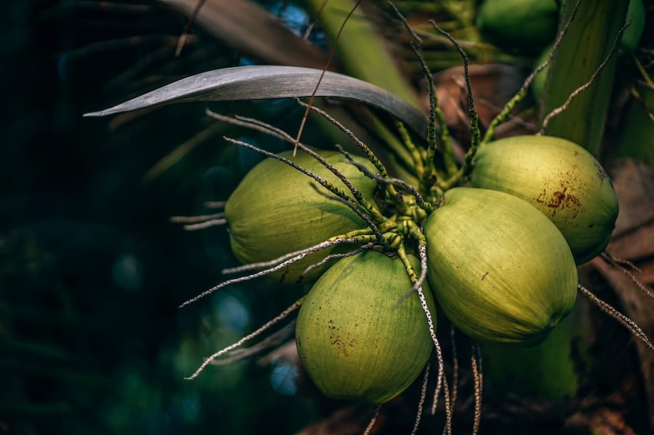 close up of coconuts in palm tree