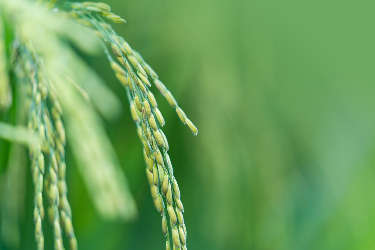 close-up of rice in field